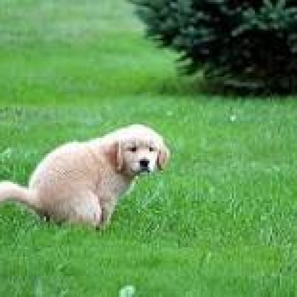 Imagen de post Las dueños de las Mascotas deben hacerse responsables